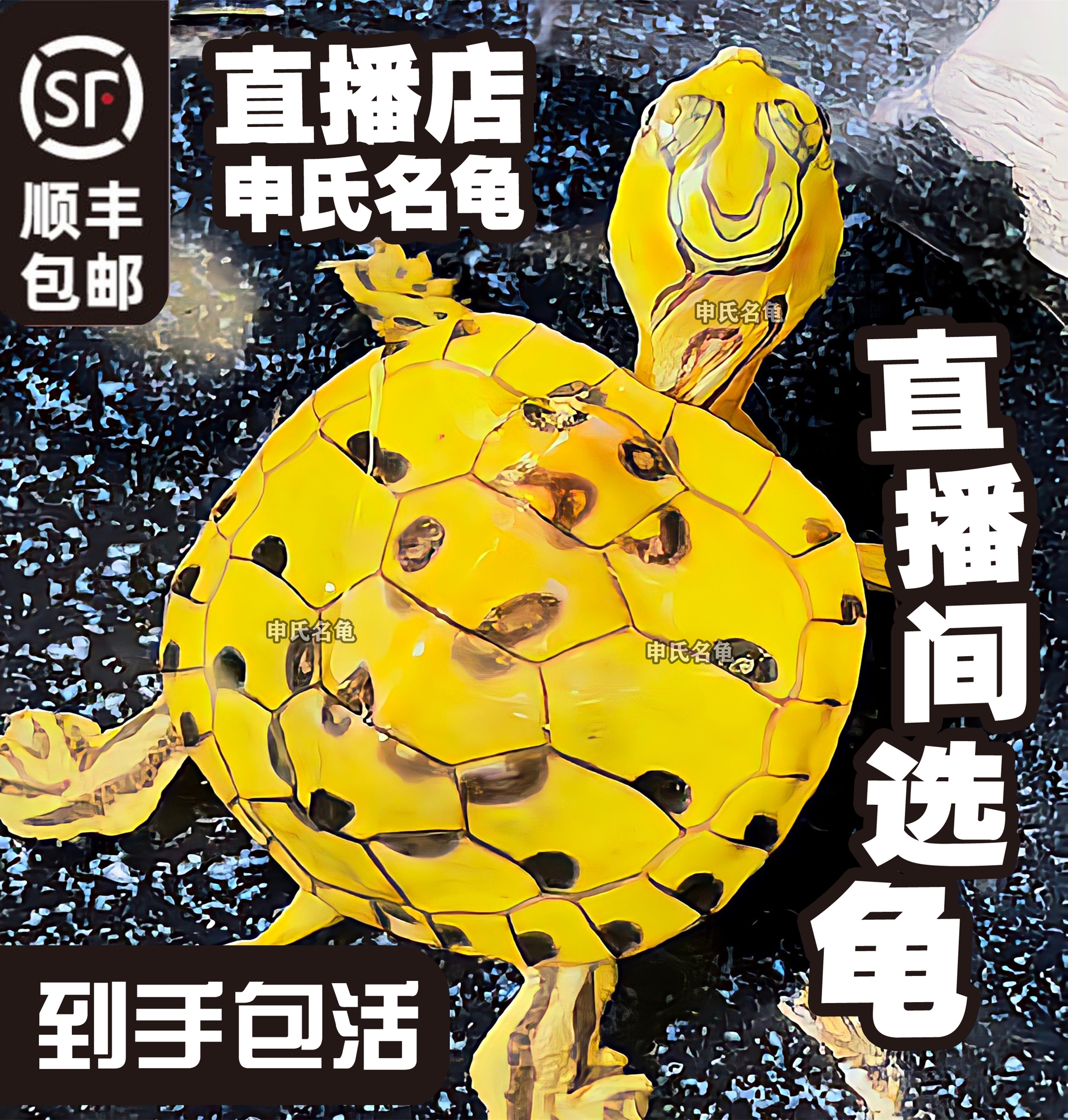 [直播间链接]龟多少拍多少
