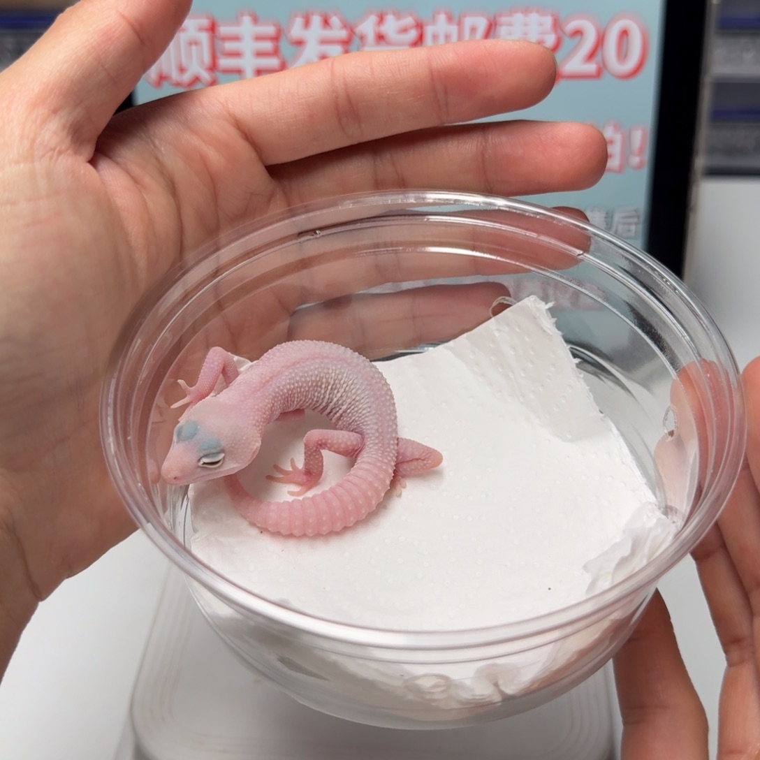 豹纹守宫雪花恶魔白酒