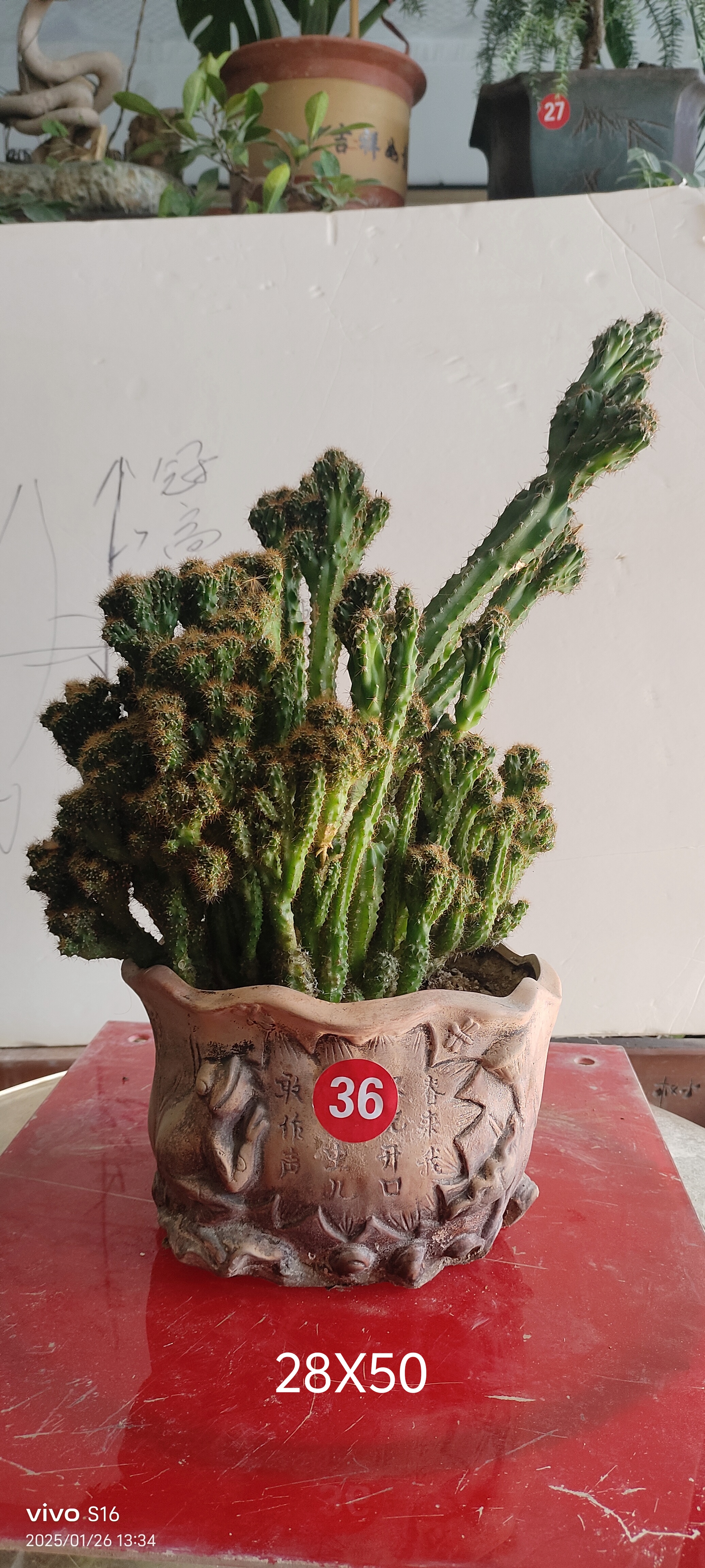 观峰观景山影盆景