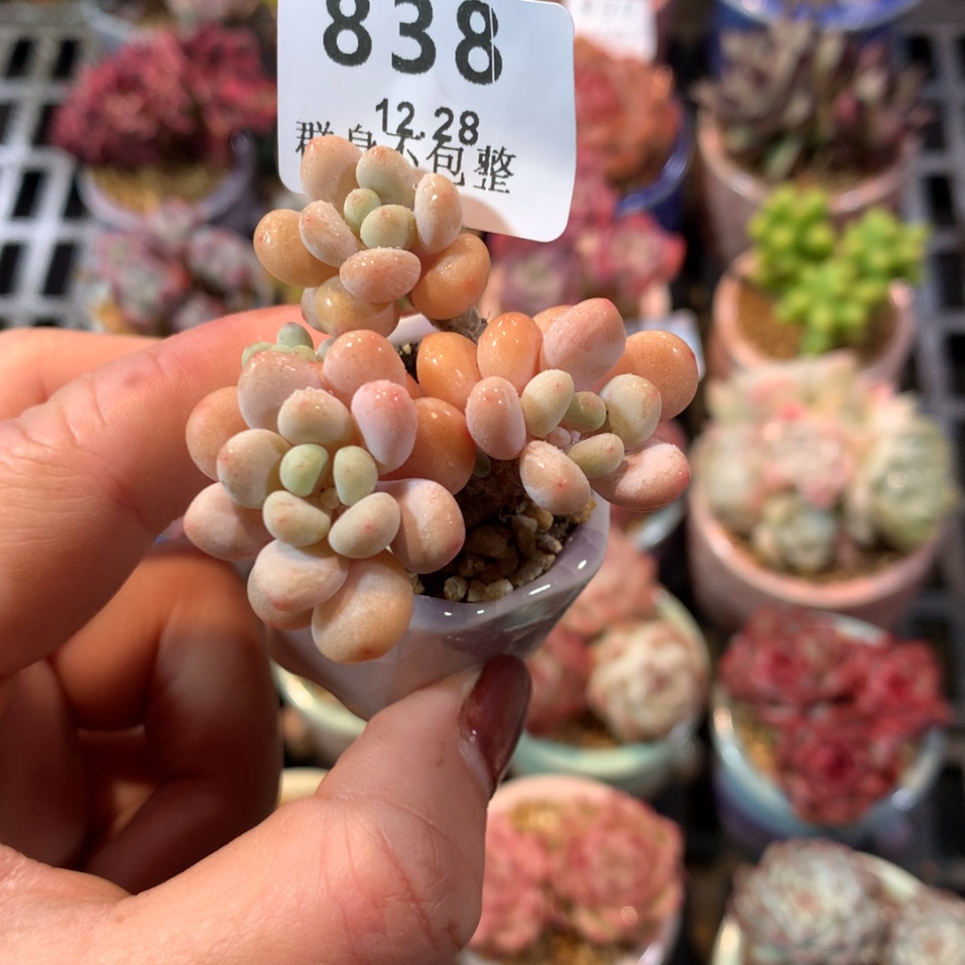 精控拇指12.28838