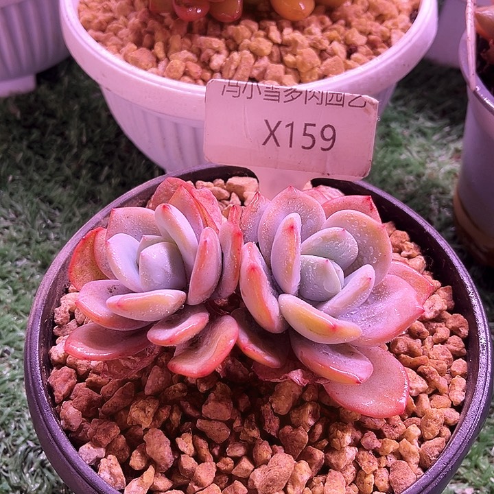 我是第一百个为妖刀w w