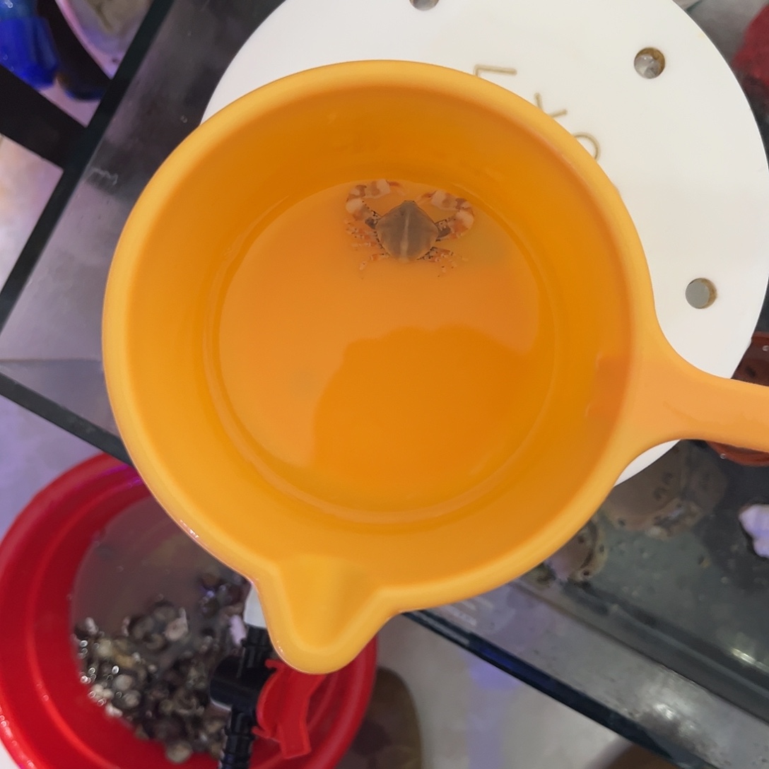 黄***洋纽扣珊瑚螃蟹 海葵111111