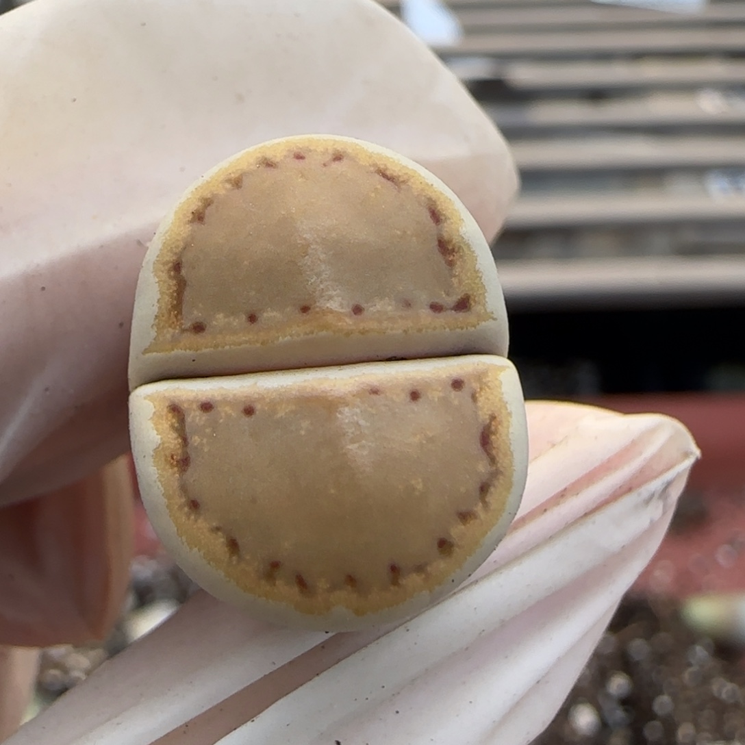 不***知11.26辛然园艺母本橙饼干福利9137