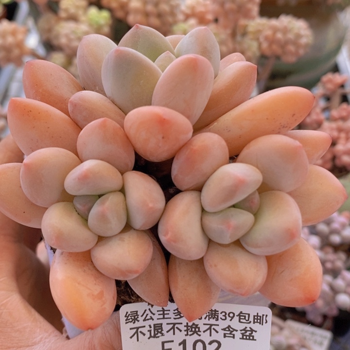 韩版香水7cm102多肉植物