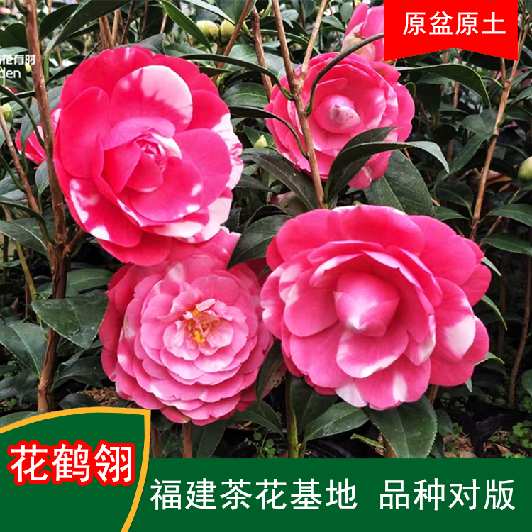 花鹤翎珍贵茶花品种室内外花卉阳台庭院福建茶花基地直销包邮