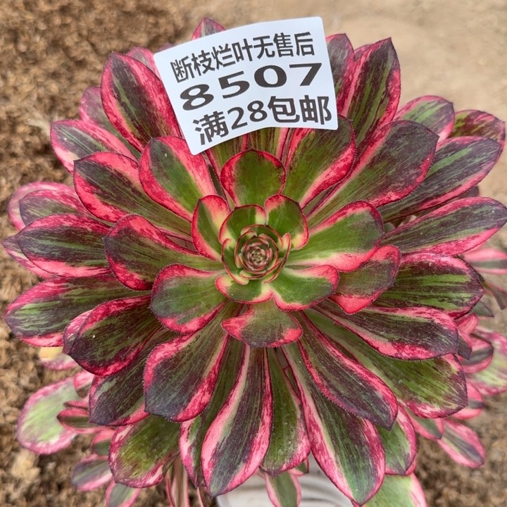 8507三号棚红钻多肉F