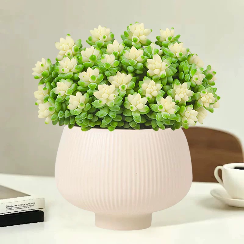 三岁家 雪花玉坠（带盆发） 多肉植物 美观 星花怒放