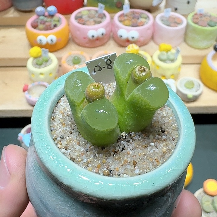 红陶蘑菇494风铃