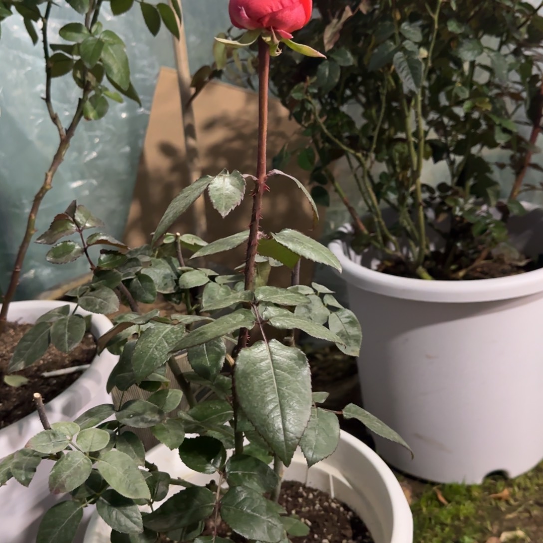 我***客完全开放精品月季花