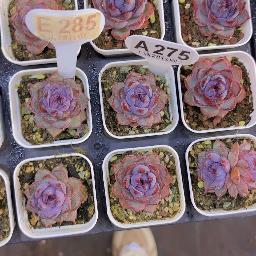 涵***媛A275黑橙一物一拍