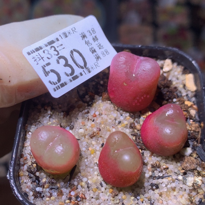 精品生石花33.530