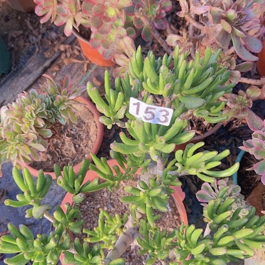 全***肉多肉植物一个法师