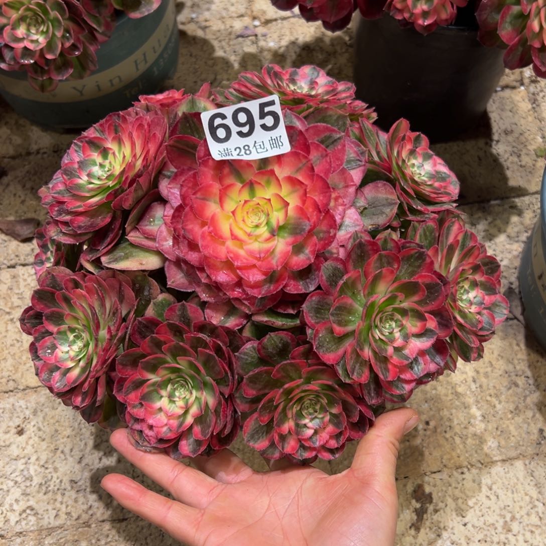 王*多肉植物695海神