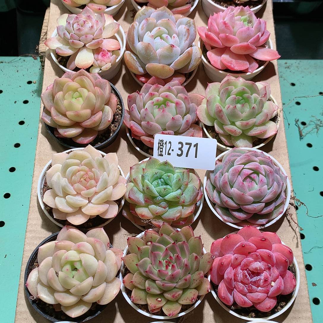 12-371一物一拍带盆18颗