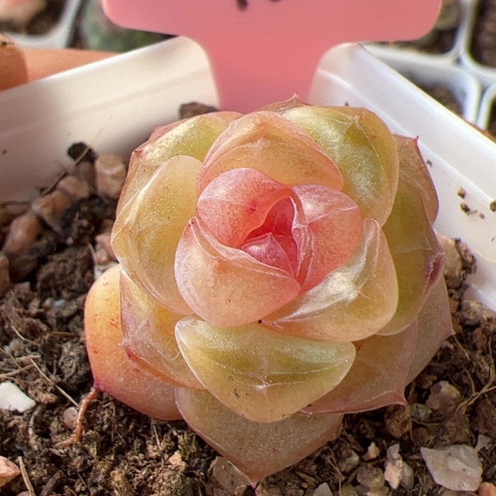 196 开播福利。一物一拍精品糖心，尺寸不大介意勿拍