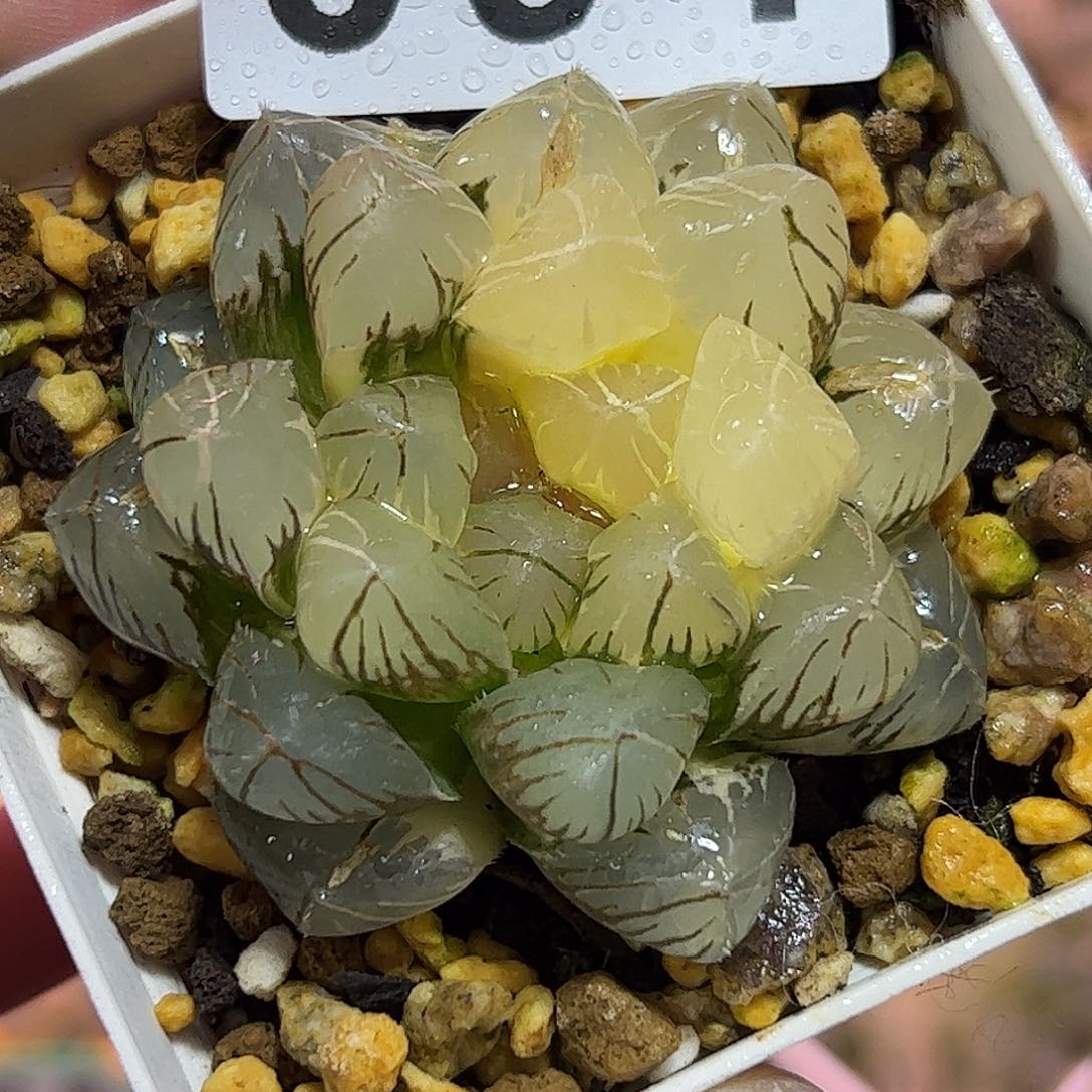 Om锦十二卷多肉植物