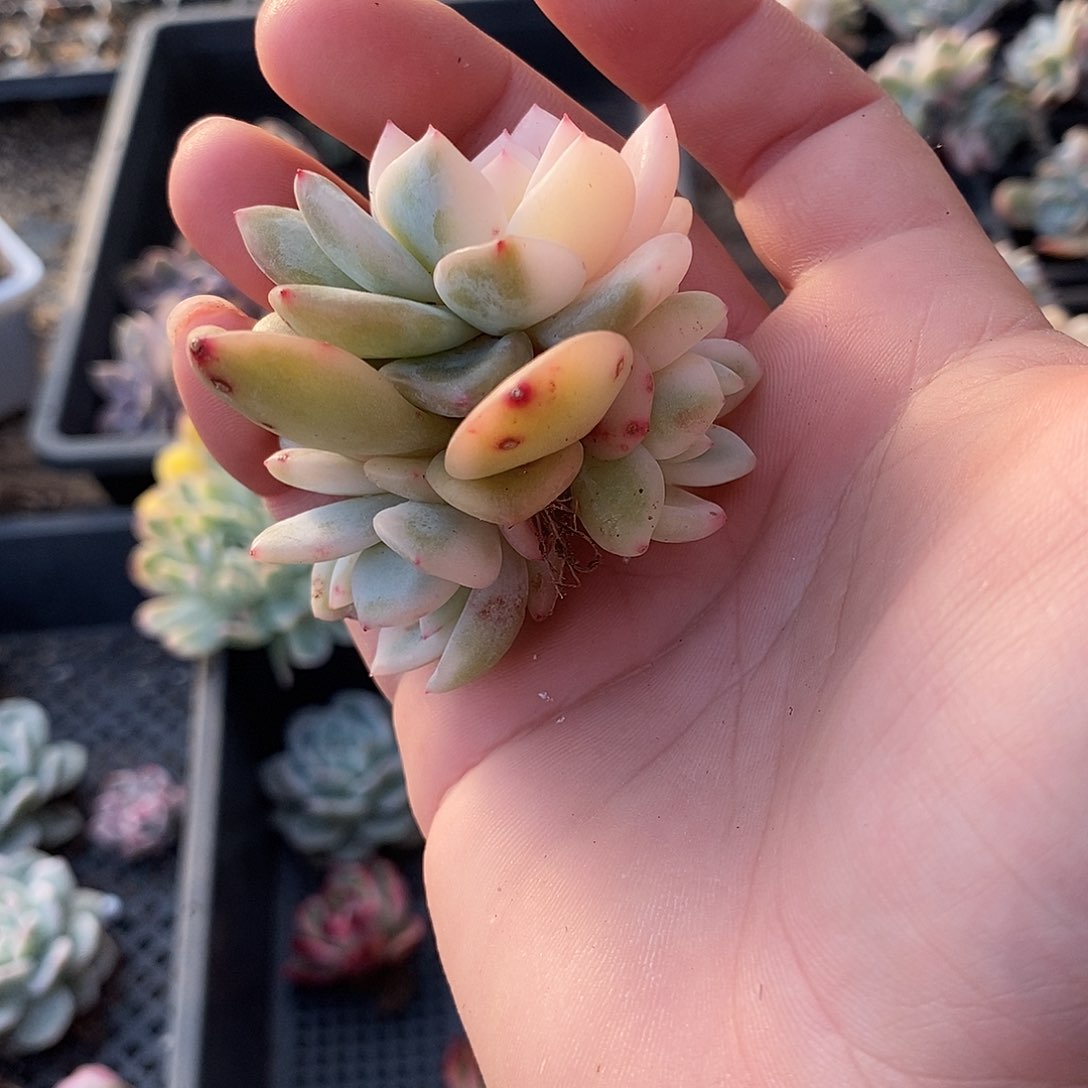 762梦露锦底座炸多肉植物