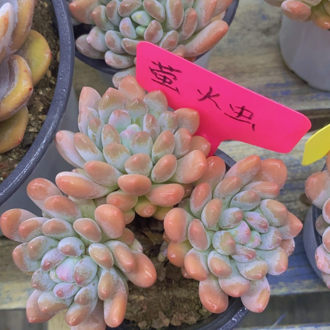 多肉植物，活动专场