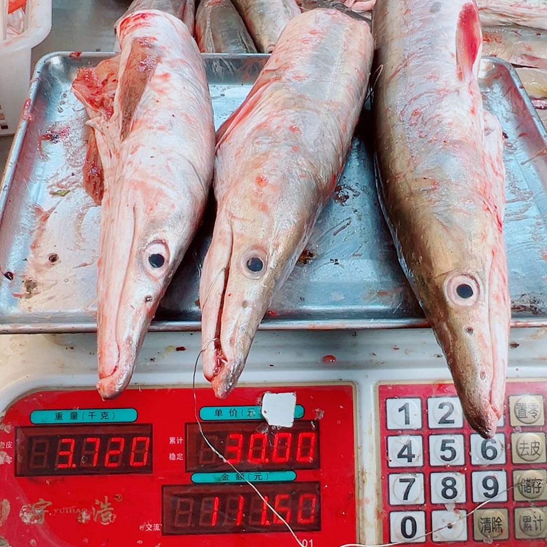 中国大陆三个鳗鱼头