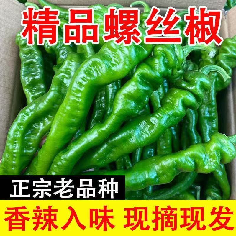 螺丝椒新鲜香辣特辣薄皮辣椒新鲜蔬菜超辣皱皮辣椒当季批发