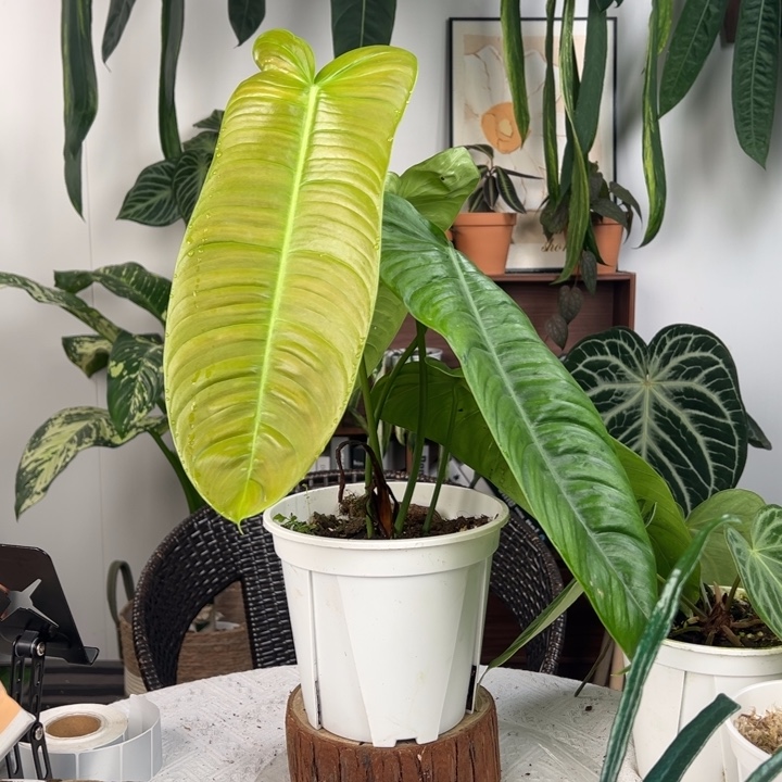 不开花植物原种莎伦
