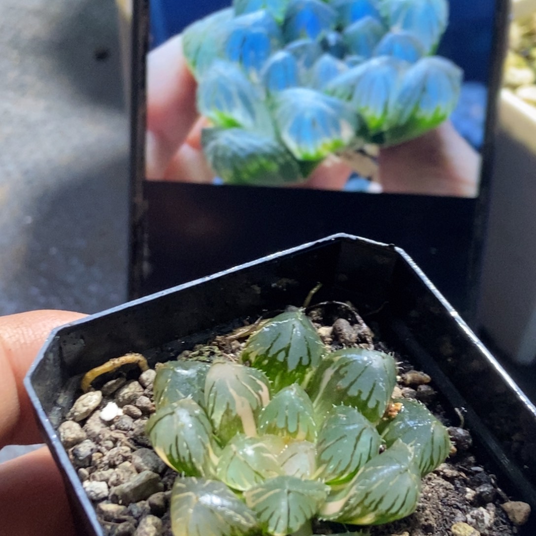 蓝光玉露锦一物一拍