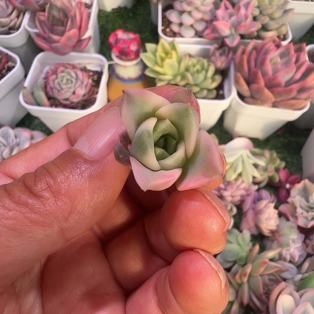 贝***1多肉植物多肉植物