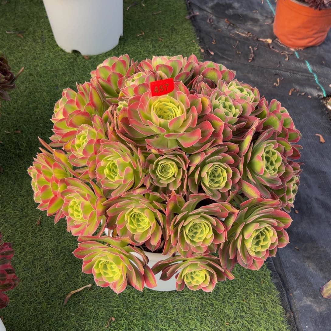 457炖肉植物发货白凤