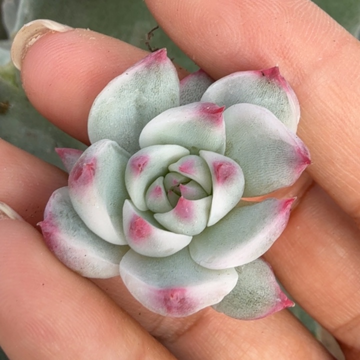 吉娃娃锦腹轮锦无根