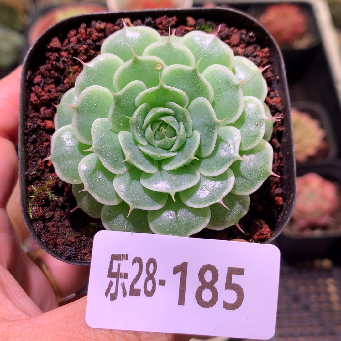 乐然28-185 贝尔单头