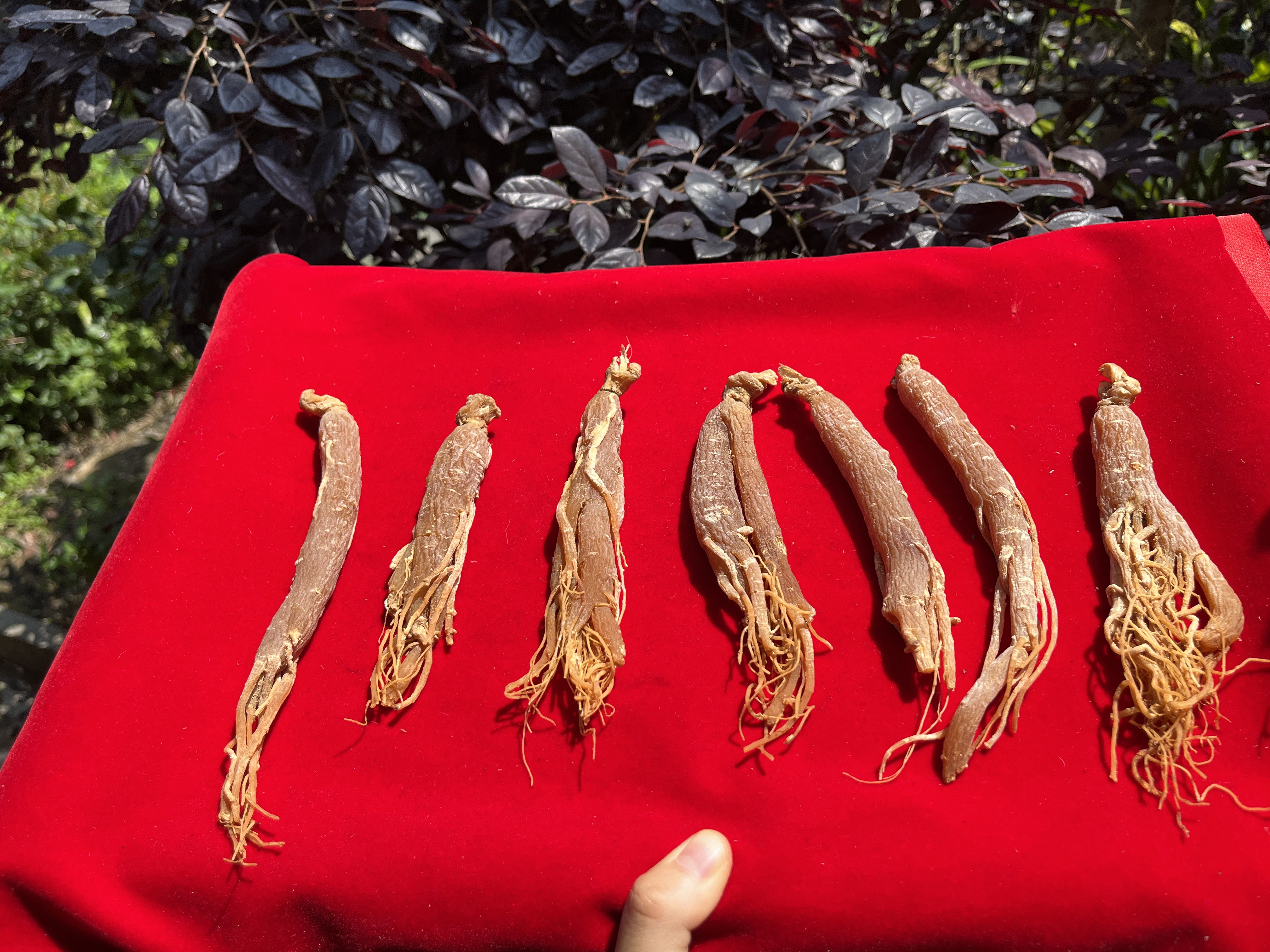1【百-年-红-参】净含量：100g-1000g【阿徐现收】