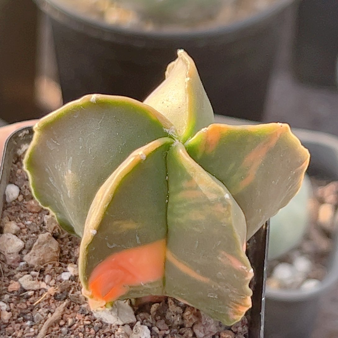 实生 鸾凤玉锦仙人球