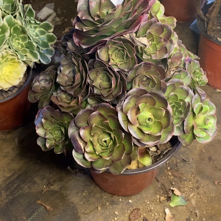 魅金多肉断头不包1386