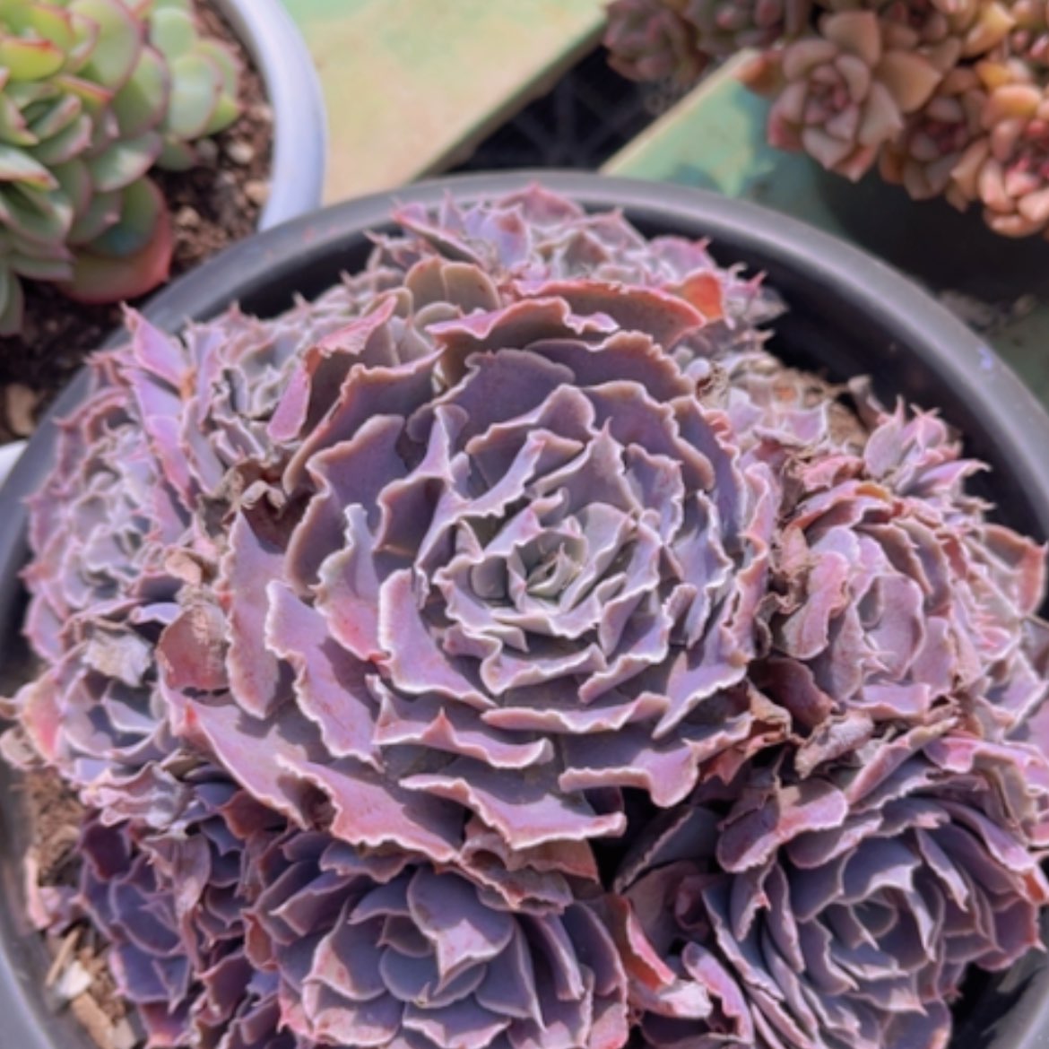 【闪购商品】天鹅湖2533