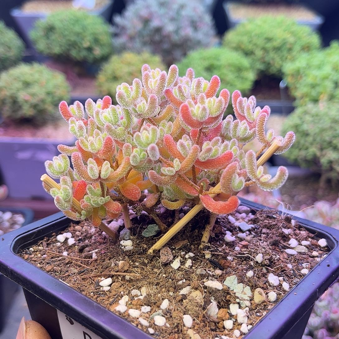 322优选冰晶造型桩