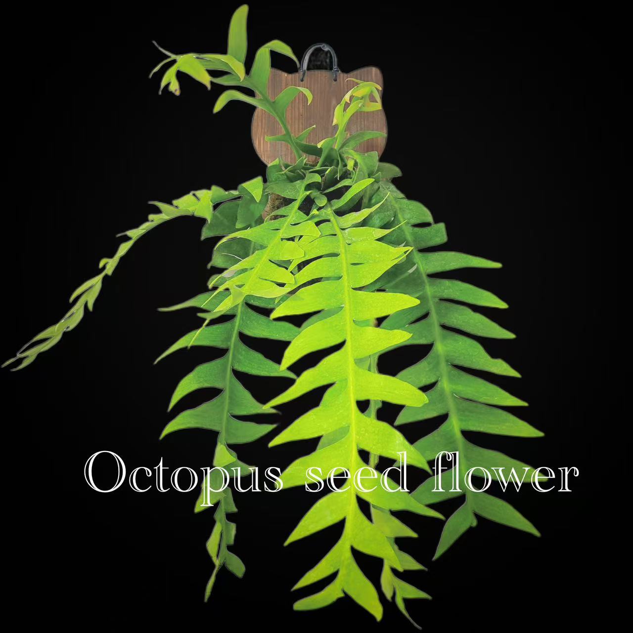 昆布孔雀  仙人掌科蛇鞭柱属附昙花类绿植盆栽大型昙花顺丰包邮