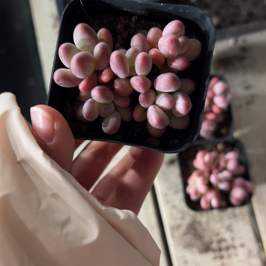 凉***干111 多肉植物组合盆栽植物