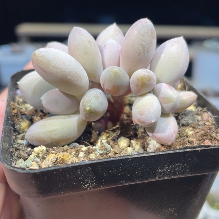 加菲猫529号的多肉啊啊啊