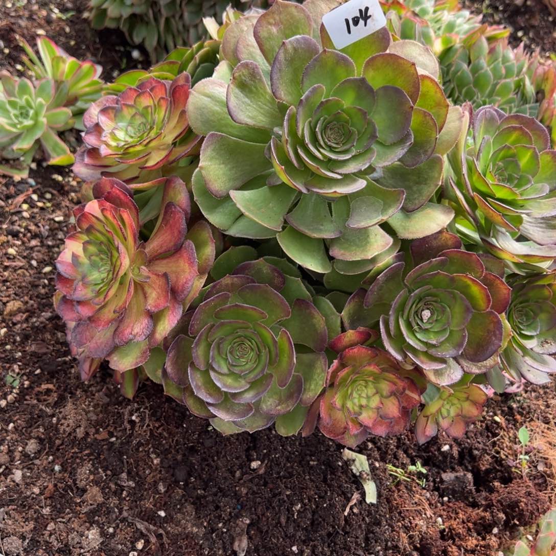 104海王七彩巨无霸多肉