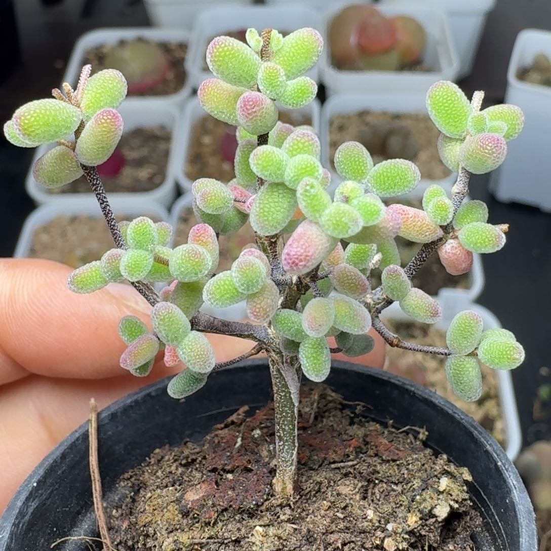 475糖球一颗带盆发货