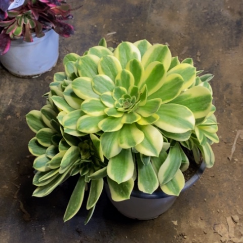 迈巴赫多肉植物2476