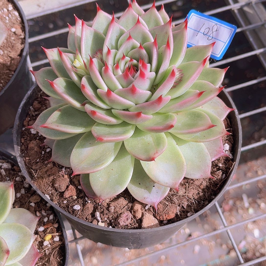 托斯卡13公分9999999999