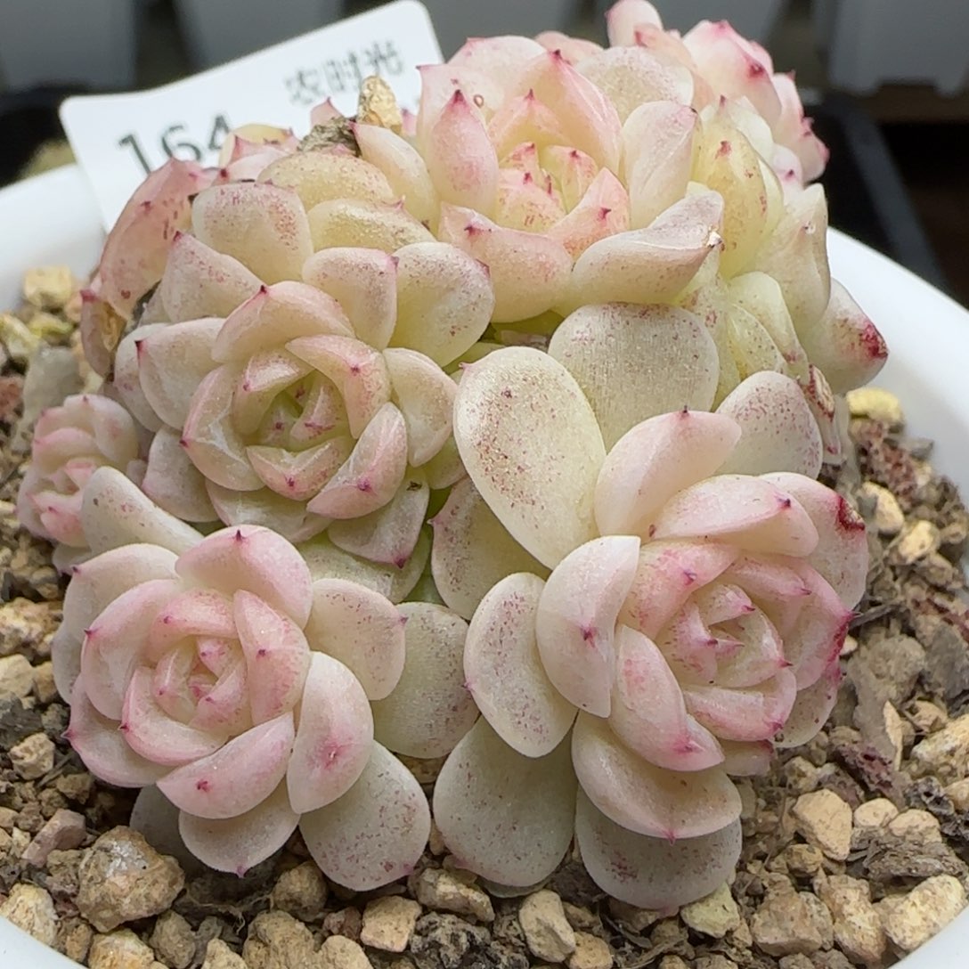 0210-164（FM-20-2）