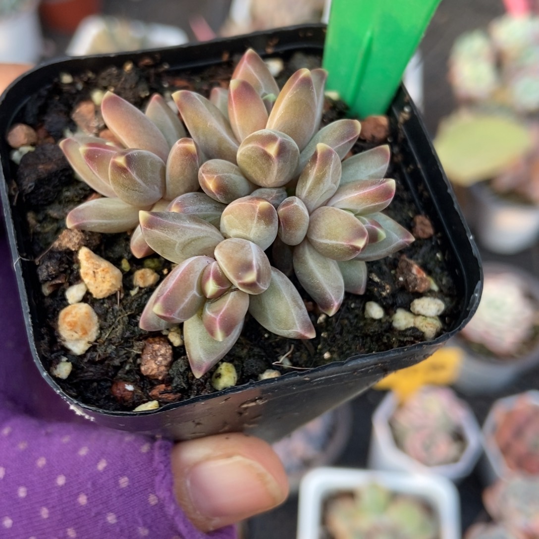 123梵高美人多肉植物