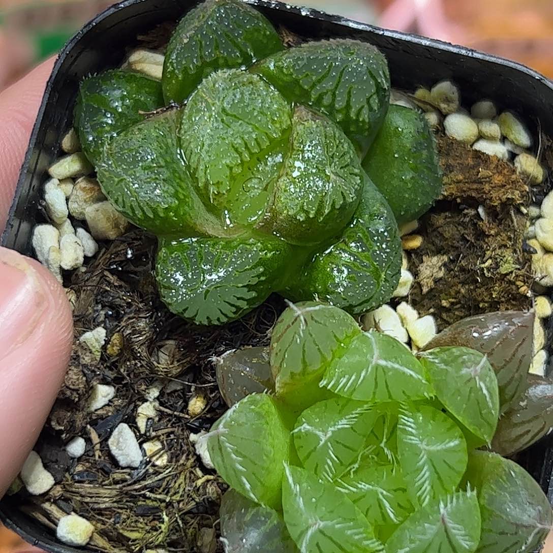 红红火火恍恍惚惚