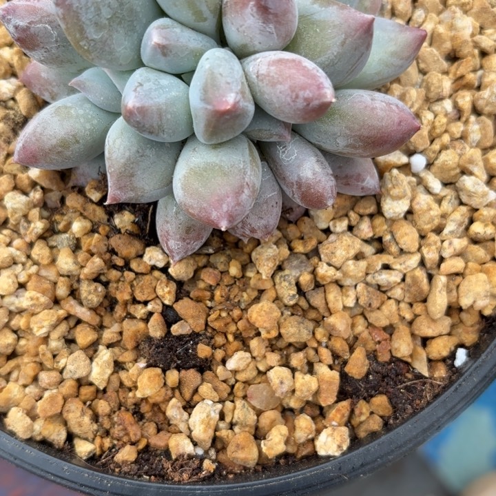 ℳ****肉肉肉肉肉肉