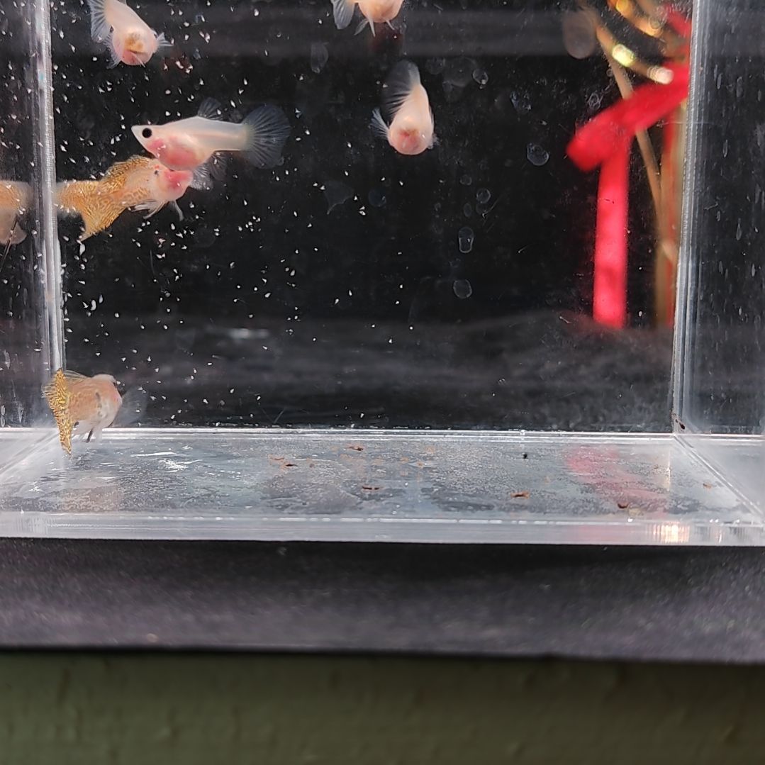 孔雀鱼编号40黄蕾丝玻璃猫