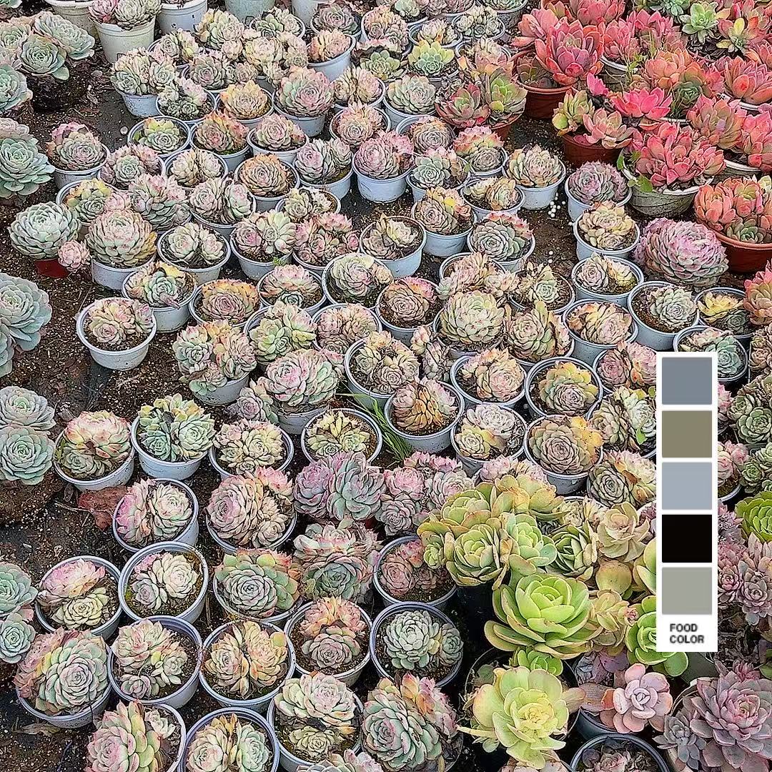 清货款侧影（带盆） 多肉【满15包邮】 以直播间为准  