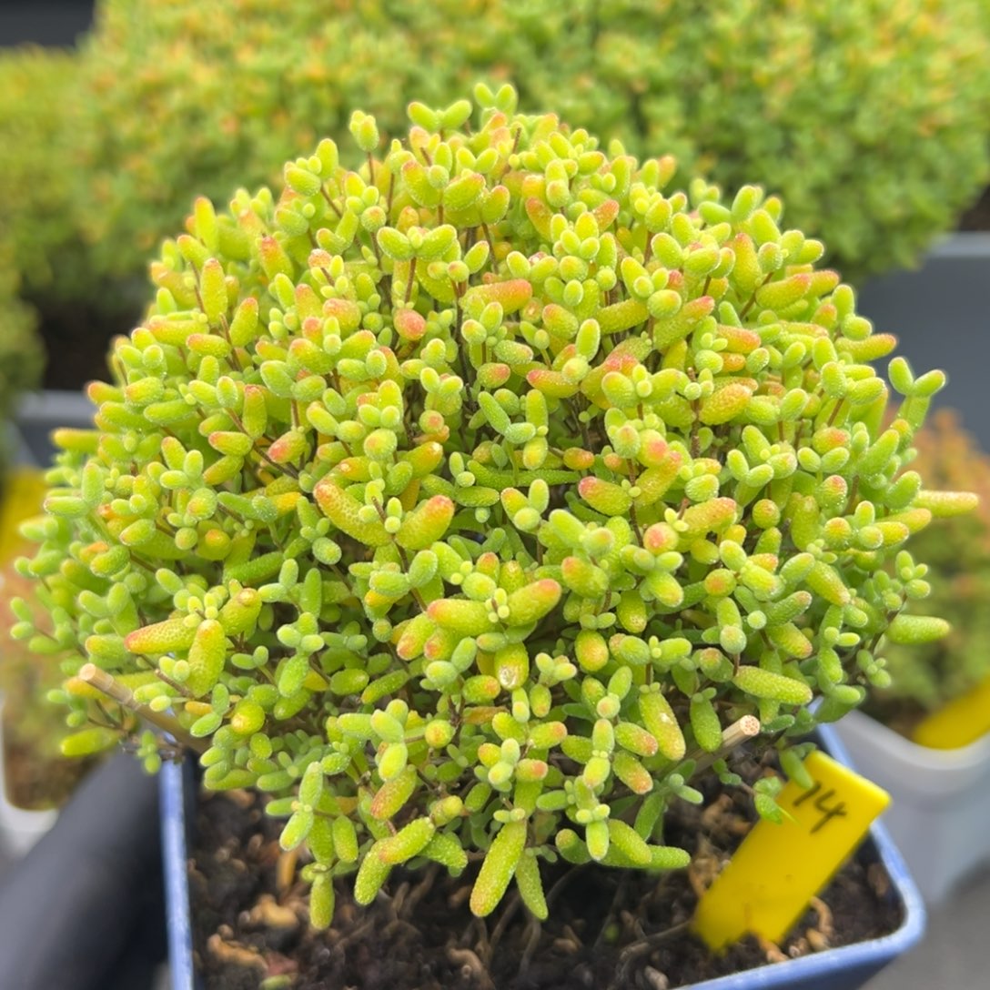 蜜橘糖球14号10cm盆