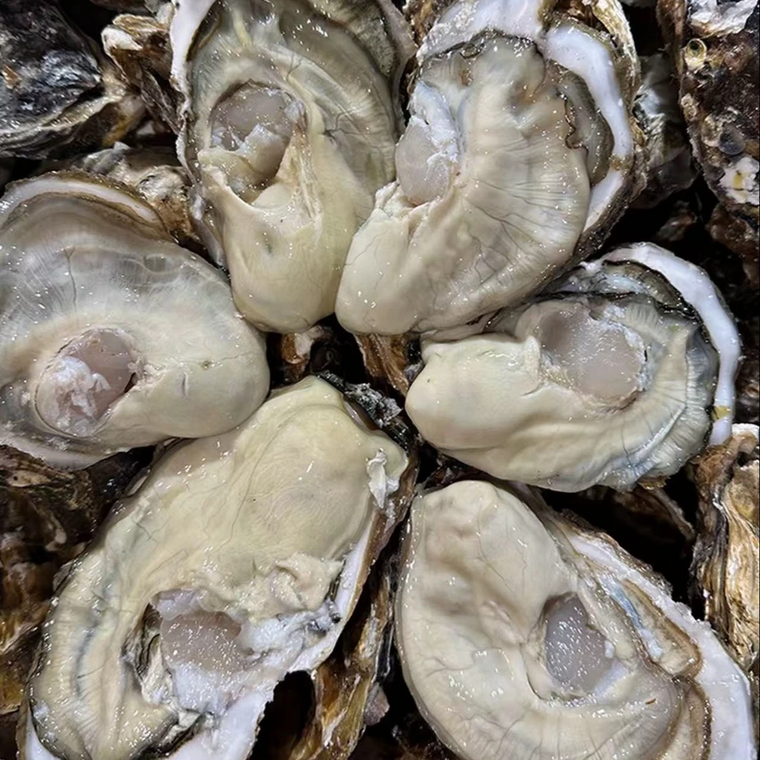 东港野生生蚝牡蛎【可蒸煮烤】【一斤/3-4个】【拍3斤送2斤】5斤装